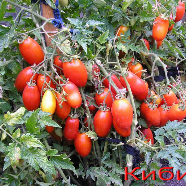 Семена томата кибиц красный 1кг , Польша
