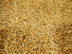 Насіння озимої пшениці Мілтон, середньостигла, Канадська селекція, 25 кг