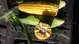 Насіння кукурудзи Світстар F1, 1 кг = 6100 насінин, Syngenta