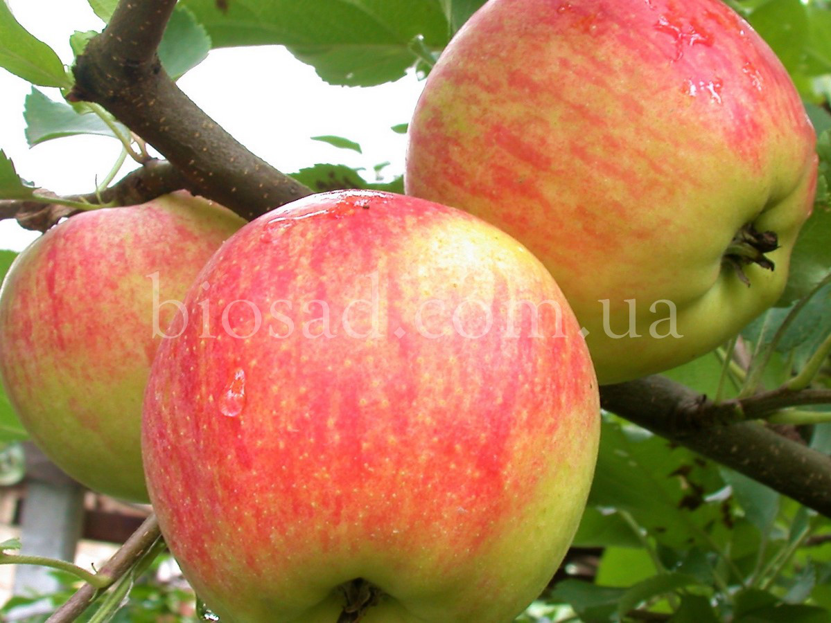 Яблуня Чемпіон (Šampion), зимовий сорт