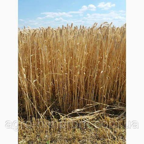 Насіння ярого ячменю Експлорер (Secobra), насіння ярого ячменю Эксплорэр, фото 1