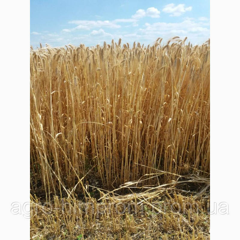 Насіння ярого ячменю Експлорер (Secobra), семена ярового ячменя ...