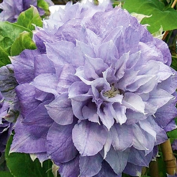 Клематис Azure Ball (Азуре Бол)