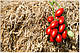 Насіння томату Санміно F1 1000 насіння Syngenta, фото 4