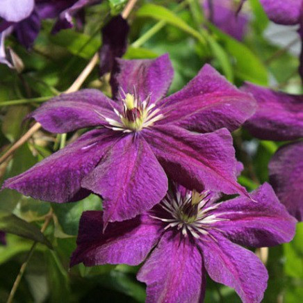 Клематіс Грюнвальд (зкс), фото 1