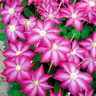 Клематис Kakio PINK CHAMPAGNE (зкс), фото 1