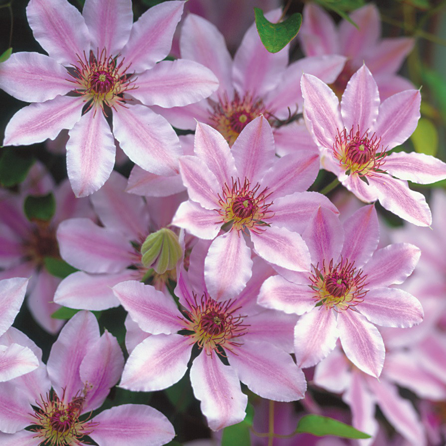 Клематис Неллі мозер (Clematis Nelly Moser)