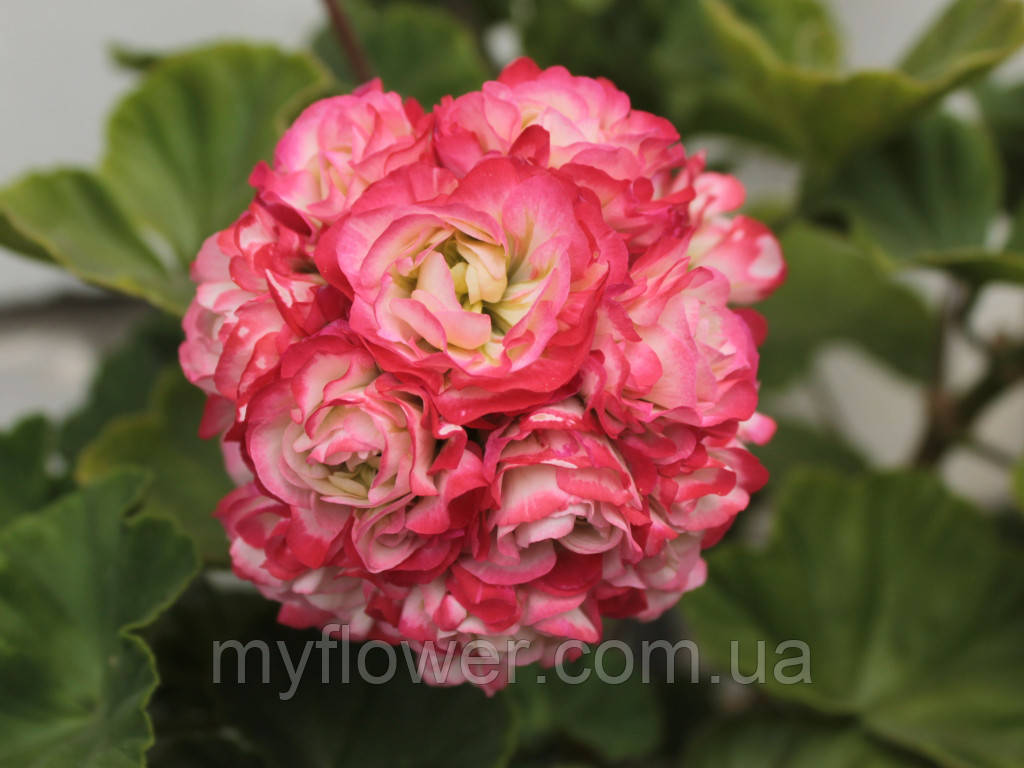 Розебудна пеларгонія Sutarves Klara San, фото 1