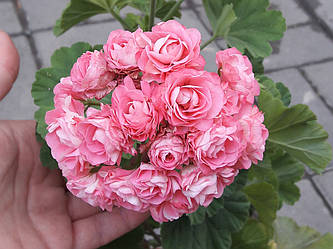 Розебудная пеларгонія Swanland Pink - Australien Pink Rosebud