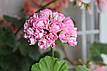 Розебудная пеларгонія Swanland Pink - Australien Pink Rosebud, фото 3