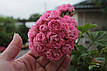 Розебудная пеларгонія Swanland Pink - Australien Pink Rosebud, фото 4