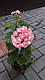 Розебудная пеларгонія Swanland Pink - Australien Pink Rosebud, фото 6