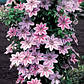 Клематис Неллі мозер (Clematis Nelly Moser), фото 3
