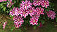 Клематис Неллі мозер (Clematis Nelly Moser), фото 4