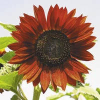 Насіння соняшника декоративного