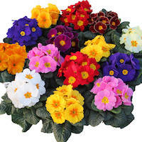 Насіння примули