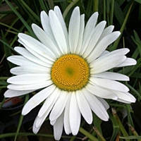 Насіння ромашки садової