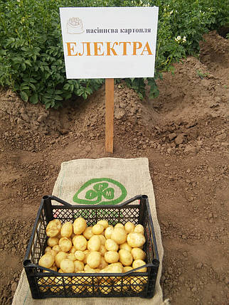 Картопля насіння Електра, середньорань 2 репродукція, фото 2
