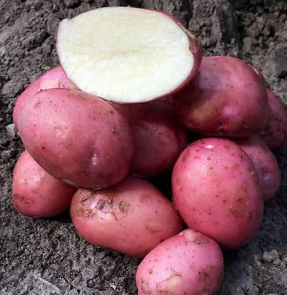 Картопля насіченоїяниста, раннє 2 репродукція, фото 2