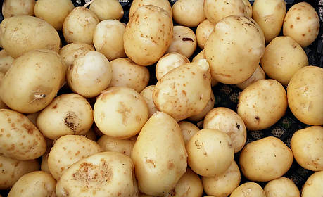 Картопля насінної Савана, середньостиглий 1 репродукція, фото 2