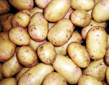 Насіннєва картопля Нектар, середньостиглий 2 репродукція, фото 2