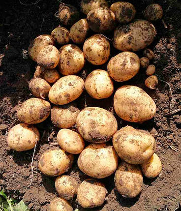 Насіннєва картопля Нектар, середньостиглий 2 репродукція, фото 2