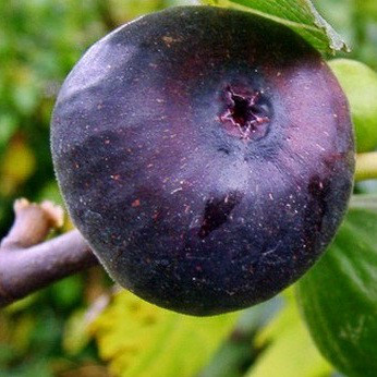 Інжир Муассон (горщик 0,5л), фото 1