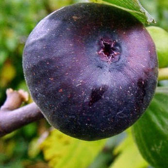 Інжир Муассон (горщик 0,5л)