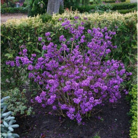 Красивоягідник бодін'єра Profusion 2 річний, Callicarpa bodinieri Profu, фото 1
