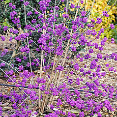 Красивоягідник бодін'єра Profusion 2 річний, Callicarpa bodinieri Profu, фото 3