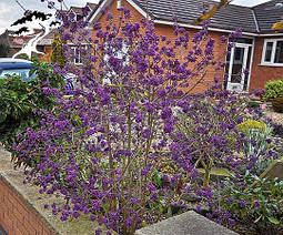 Красивоягідник бодін'єра Profusion 2 річний, Callicarpa bodinieri Profu, фото 4