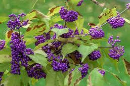Красивоягідник бодін'єра Profusion 2 річний, Callicarpa bodinieri Profu, фото 5