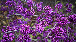 Красивоягідник бодін'єра Profusion 2 річний, Callicarpa bodinieri Profu, фото 2