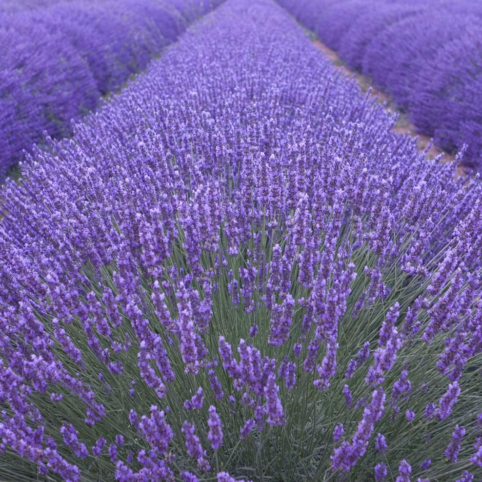 Лаванда вузьколиста 2 річна, Лаванда вузьколиста, Lavandula angustifolia
