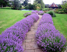 Лаванда вузьколиста 2 річна, Лаванда вузьколиста, Lavandula angustifolia, фото 5