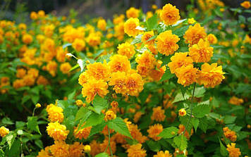 Керія японська Pleniflora 2 річна, Керія японська / махрова Пленіфлора, Kerria japonica Pleniflora, фото 3