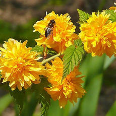 Керія японська Pleniflora 2 річна, Керія японська / махрова Пленіфлора, Kerria japonica Pleniflora, фото 4