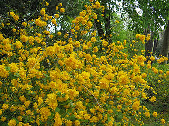 Керія японська Pleniflora 2 річна, Керія японська / махрова Пленіфлора, Kerria japonica Pleniflora, фото 1