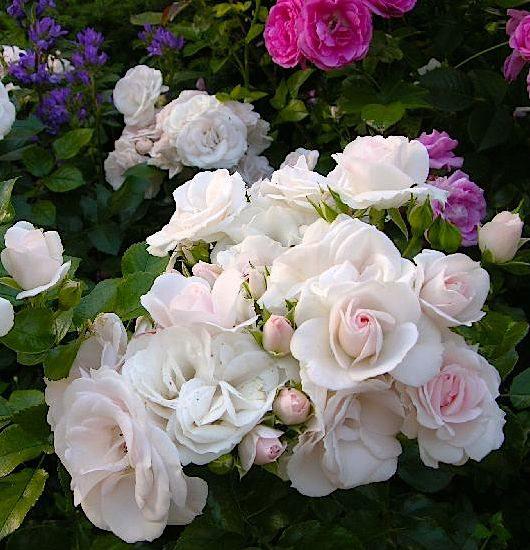 Саджанці троянд сорту Aspirin (Аспірин)