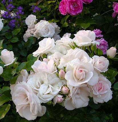 Саджанці троянд сорту Aspirin (Аспірин), фото 1