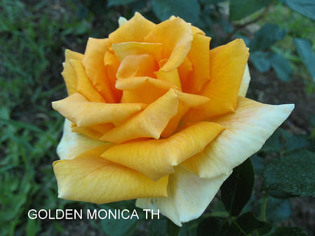 Саджанці троянд сорт Golden Monica (Голден Моніка), фото 2