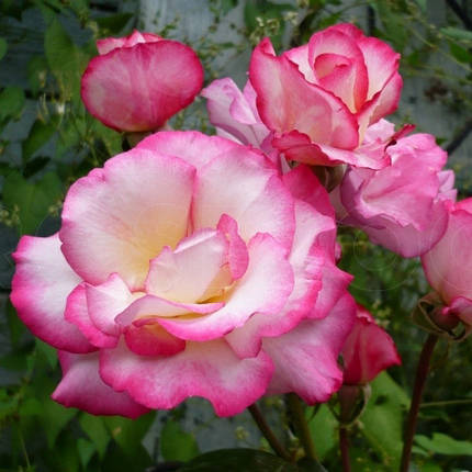 Саджанці троянди сорту Haendel (Хендель), фото 2