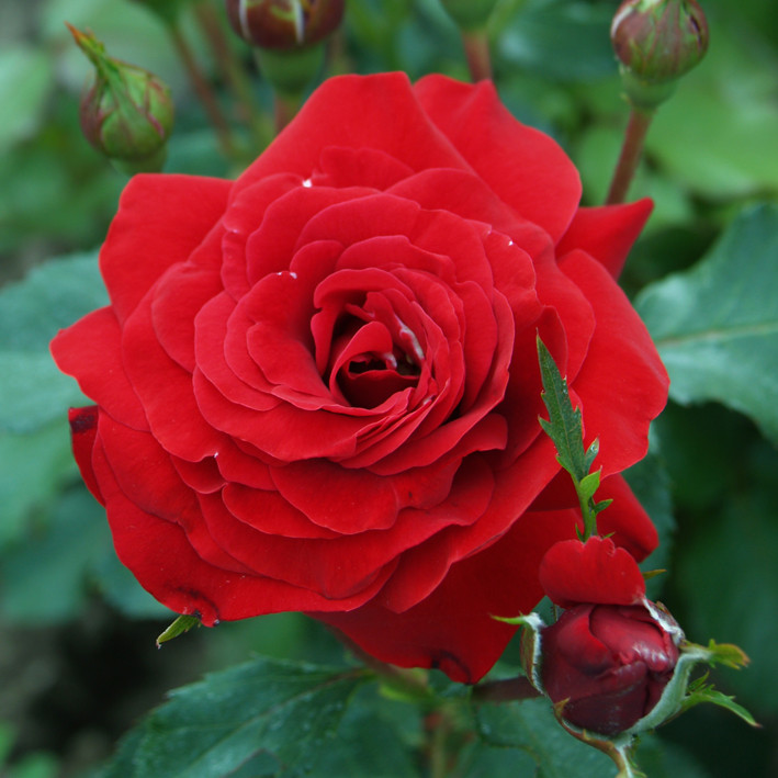 Саджанці троянди сорту Nina Weibull (Ніна Вейбул)