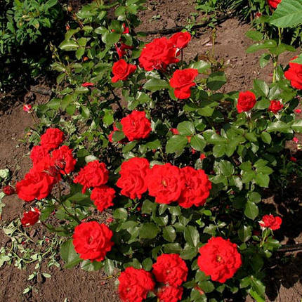 Саджанці троянди сорту Nina Weibull (Ніна Вейбул), фото 2