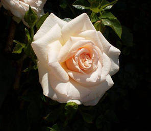 Саджанці троянди сорту Penny Lane (Пенні Лейн), фото 2