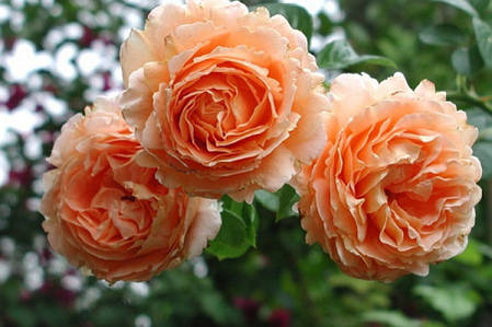 Саджанці троянди сорту Polka (Полька), фото 2