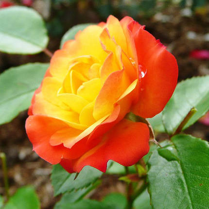 Саджанці троянди сорту Rumba (Румба), фото 2