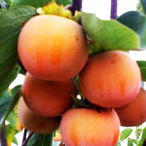 Хурма Сосновська середньостигла щеплена (вкс), фото 1