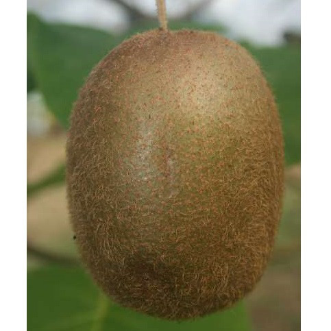 Ківі плодонос Абботт 2роки, горщик, фото 1