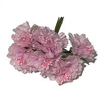 Хризантема 6 штук. Цвет розовый